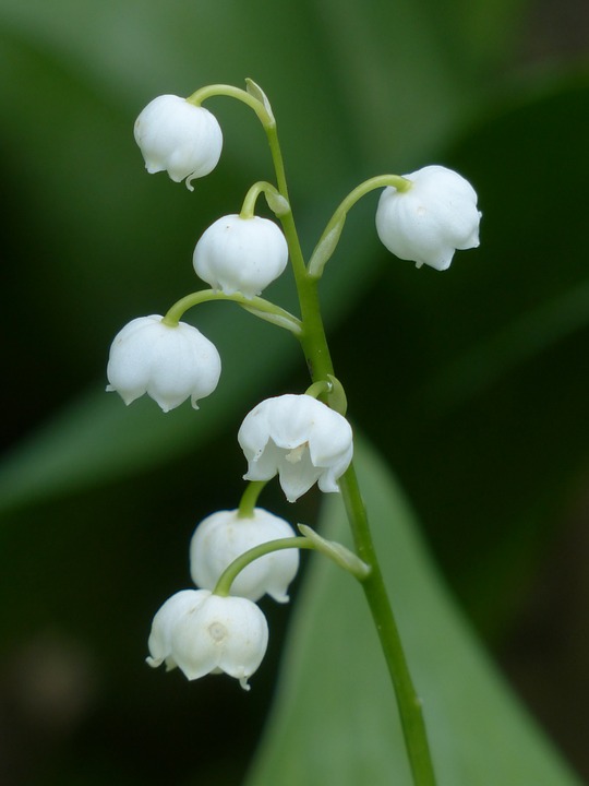 lily-of-the-valley-123172_960_720